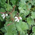 Pelargonium fragrans group
